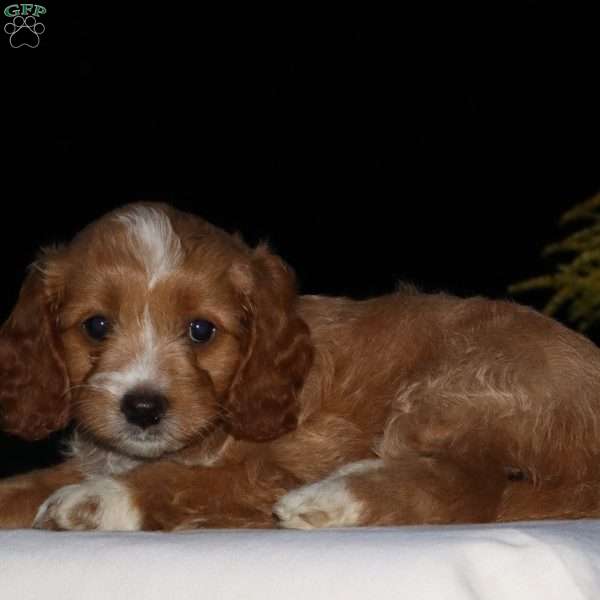 Chalisa, Cockapoo Puppy